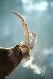 Breathing: IBEX