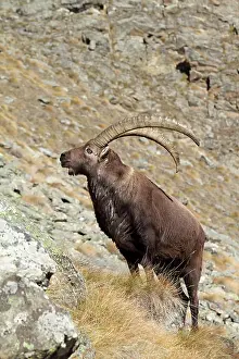 Moutainside: Ibex - buck on moutainside
