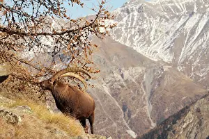 Moutainside: Ibex - buck on moutainside