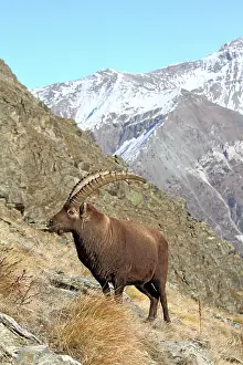 Moutainside: Ibex - buck on moutainside