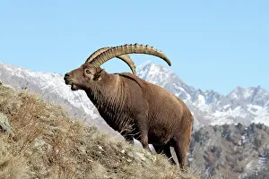 Moutainside: Ibex - buck on moutainside