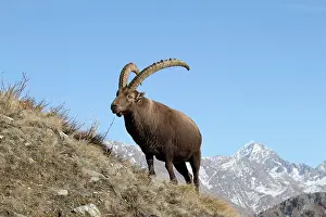 Moutainside: Ibex - buck on moutainside
