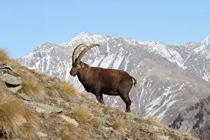 Moutainside: Ibex - buck on moutainside
