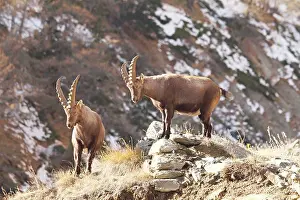 Moutainside: Ibex - bucks on moutainside