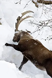 Larix: Ibex (Capra ibex) feeding in deep snow on
