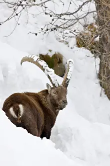 Larix: Ibex (Capra ibex) in fresh deep snow, face