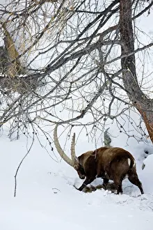 Larix: Ibex (Capra ibex) looking for food after