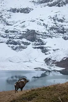 Alpi: Ibex (Capra ibex) male near a lake, Valais Alps