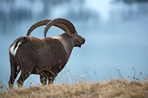 Alpi: Ibex (Capra ibex) male near a lake, Valais Alps