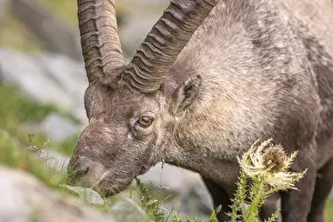 Goat Antelopes: Ibex (Capra ibex) in the rocky mountains of the Italian Alps in the Gran Paradiso National Park