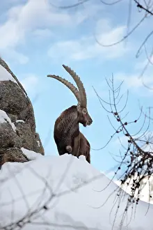 Larix: Ibex (Capra ibex) stands on rock during