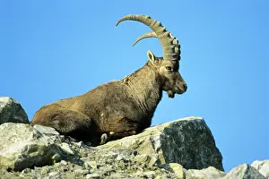 Scree: Ibex - male resting on mountain scree