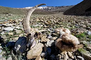 Sibirica: Ibex (male) skull and pelt remains
