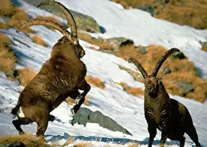Confronting: Ibex - Two males confronting each other