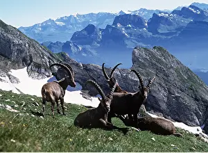 Altitude: IBEX - on mountain side