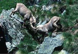 Agility: IBEX - pair sparring
