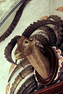 Trophy: Ibex trophies of King Victor Emmanuel III of Italy