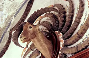 Trophy: Ibex trophies of King Victor Emmanuel III of Italy