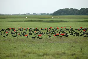 Falcinellus: Ibis - Glossy Ibis (Plegadis falcinellus) and Scarlet