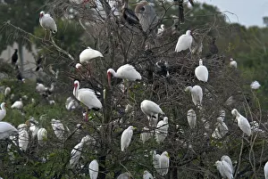 Ibises: Ibises and Egrets