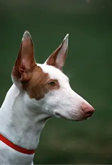 Collar: IBIZAN HOUND DOG - Head with red collar