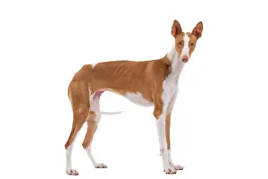 Ibizan: Ibizan Hound / Podenco Ibicenco - in studio
