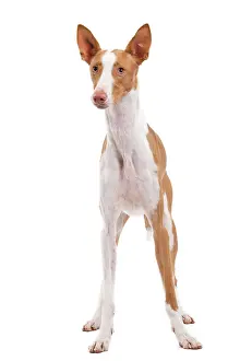 Ibizan: Ibizan Hound / Podenco Ibicenco - in studio