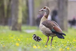Fledgling: iblarh13004785.jpg