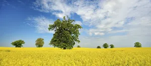 Panorama: iblavg12349360.jpg