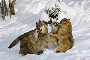 Wolf: iblbac05505080.jpg
