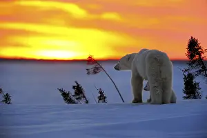 Sun Sets: iblbac05509047.jpg