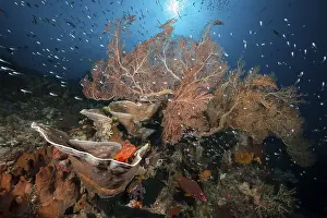Indonesian: iblcrn11103531.jpg