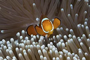 Anemonefish: iblcrn11173185.jpg