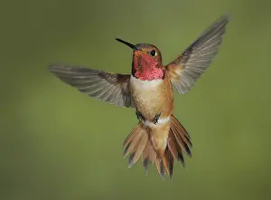 Hummingbird: iblcrr13451842.jpg