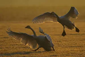 Silhouettes: iblcrr13459231.jpg