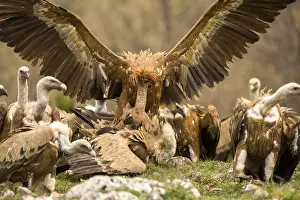 Griffon: iblcrr13466526.jpg