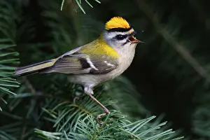 Singing: iblcrr13469406.jpg