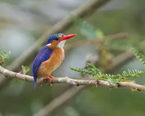 Kingfisher: iblcrr13473320.jpg