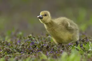 Fledgling: iblcrr13480336.jpg