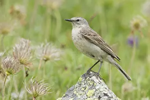 Anthus: iblcrr13484963.jpg