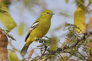 Passerines: iblcrr13485633.jpg