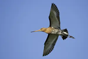 Dutch: iblcrr13489956.jpg