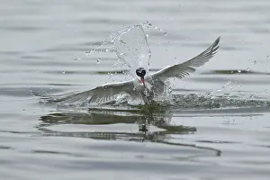 Gull: iblcrr13502192.jpg