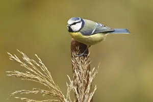 Passerines: iblcrr13504181.jpg
