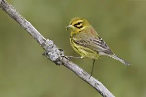 Prairie: iblcrr13506805.jpg