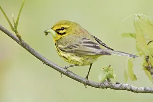 Prairie: iblcrr13506814.jpg