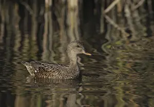 Anseriformes: iblcrr13510710.jpg