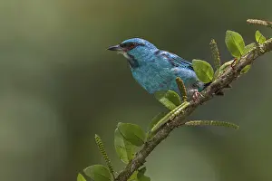 Passerines: iblcrr13511016.jpg