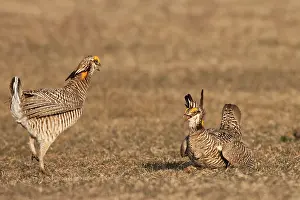 Landfowl: iblcrr13513023.jpg