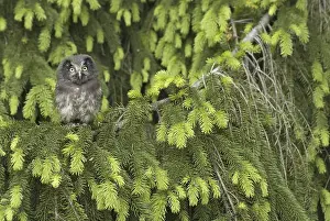 Fledgling: iblcrr13516908.jpg